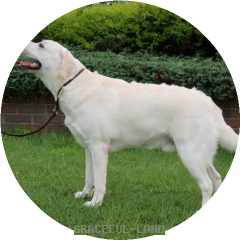 チャールズのポーズ